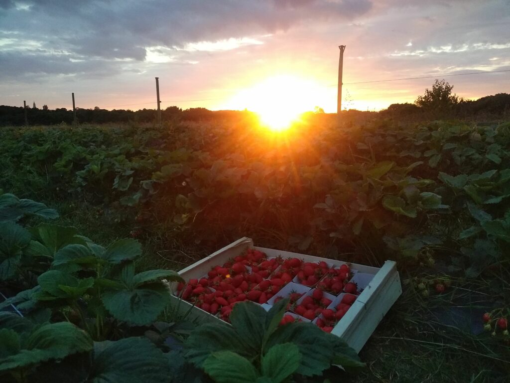 Fraises et Fraisiers du Courtil Luca